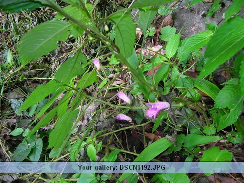 DSCN1192.JPG