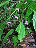 DSCN1186.JPG