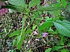 DSCN1188.JPG