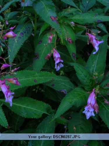 DSCN0287.JPG