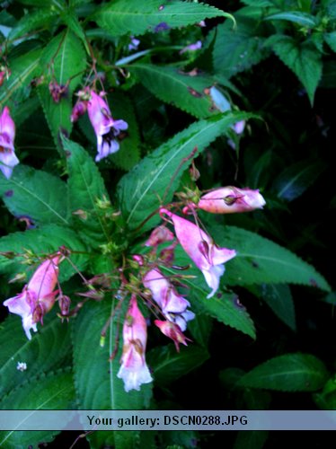 DSCN0288.JPG