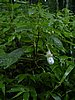 DSCN0931.JPG