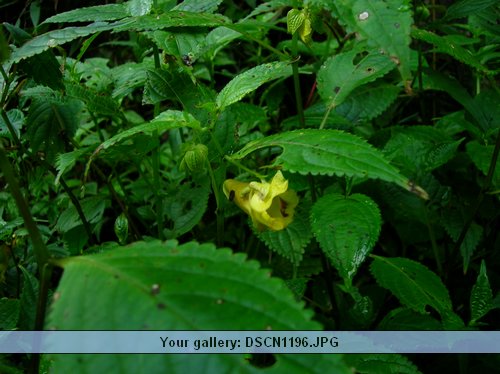 DSCN1196.JPG