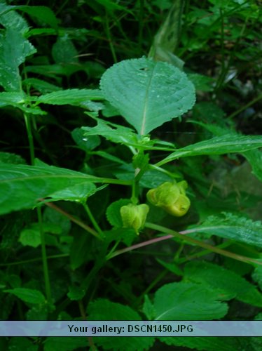DSCN1450.JPG