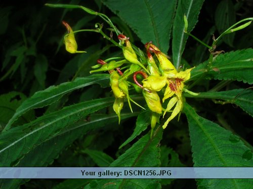 DSCN1256.JPG