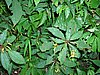 DSCN1203.JPG
