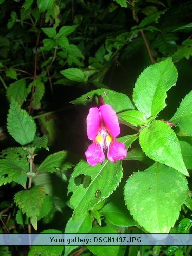 DSCN1497.JPG
