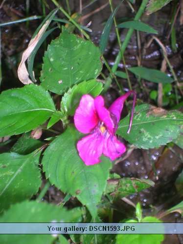 DSCN1593.JPG