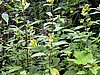 DSCN0705.JPG