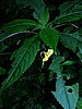 DSCN0480.JPG