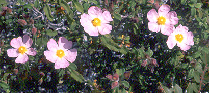 Cistus parviflorus ou creticus ?