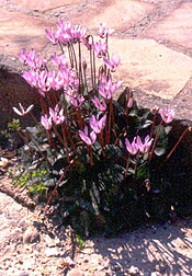 Cyclamen persicum