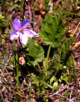 Erodium gruinum