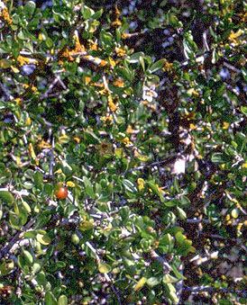Lycium ferocissimum