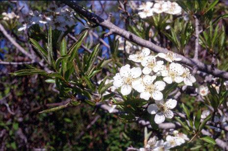 Pyrus syriaca
