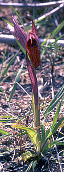 Cyperus sp.